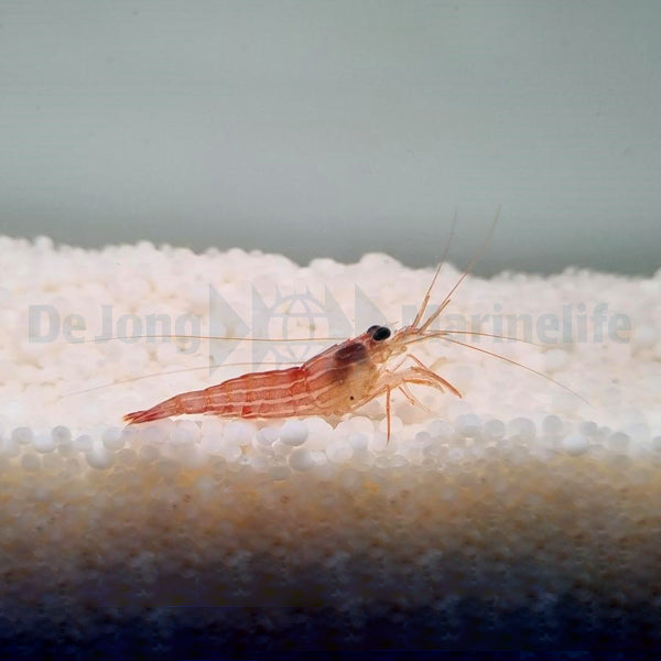 Lysmata zacae