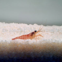 Lysmata zacae