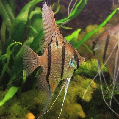 Pt.scalare   Maanvis altum Peru 3-4