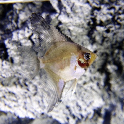 Pt.scalare   Maanvis ghost SM