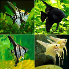 Pt.scalare Maanvis mix M 5-6 cm.