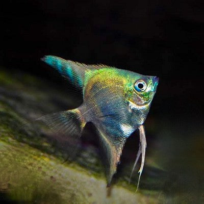 Pt.scalare Maanvis sapphire green