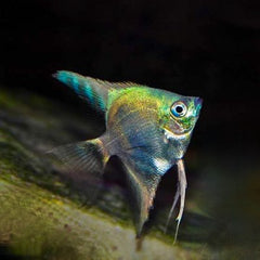 Pt.scalare Maanvis sapphire green