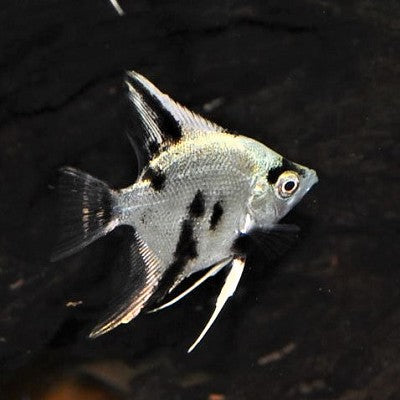 Maanvis white crystal panda XL