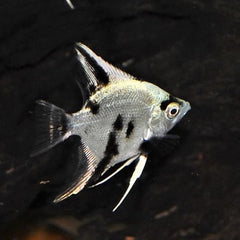 Maanvis white crystal panda XL
