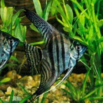 Pt.scalare Maanvis zebra 3 cm.