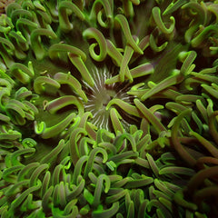 Macrodactyla doreensis (Green)