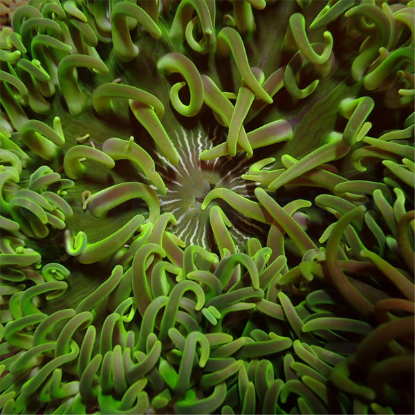 Macrodactyla doreensis (Green)