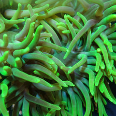 Macrodactyla doreensis (Green)