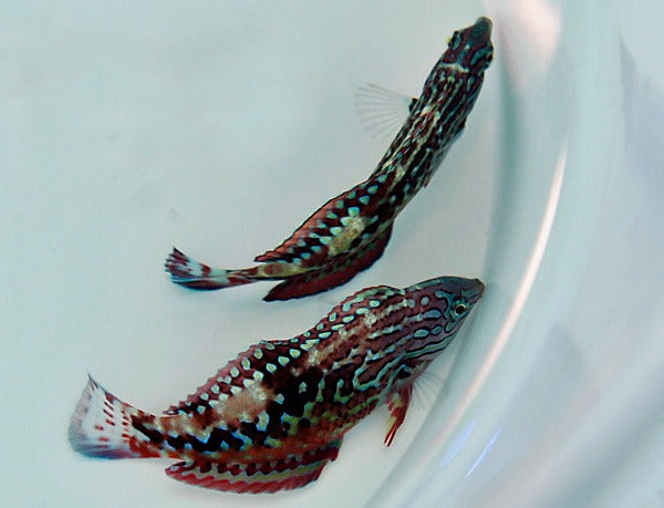Macropharyngodon bipartitus (male)