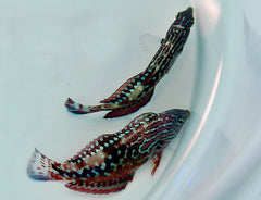 Macropharyngodon bipartitus (male)