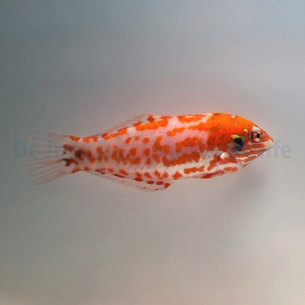 Macropharyngodon choati