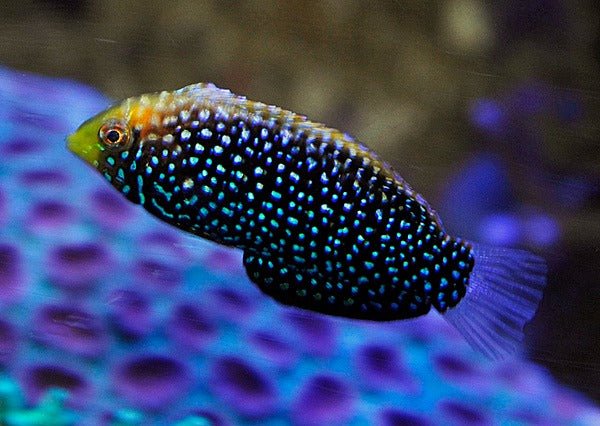 Macropharyngodon cyanoguttatus