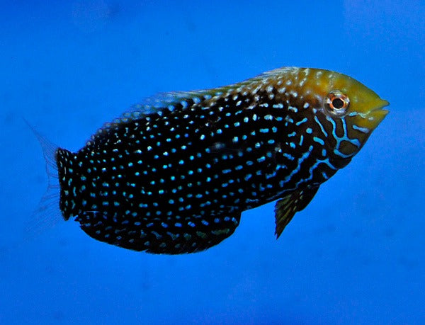 Macropharyngodon cyanoguttatus