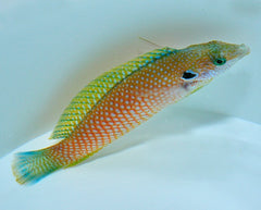 Macropharyngodon kuiteri