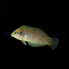 Macropharyngodon kuiteri