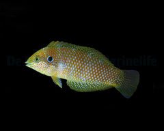 Macropharyngodon kuiteri