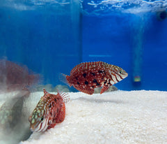 Macropharyngodon lapillus