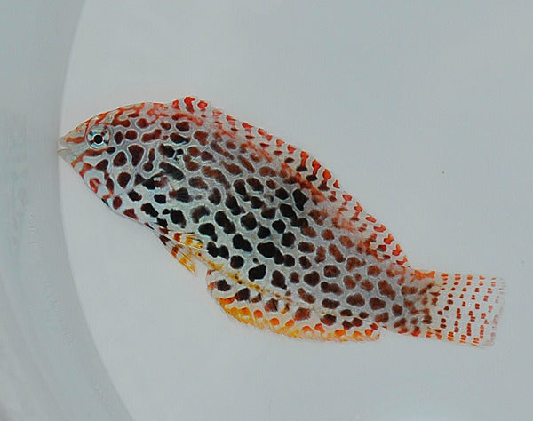 Macropharyngodon meleagris (female)