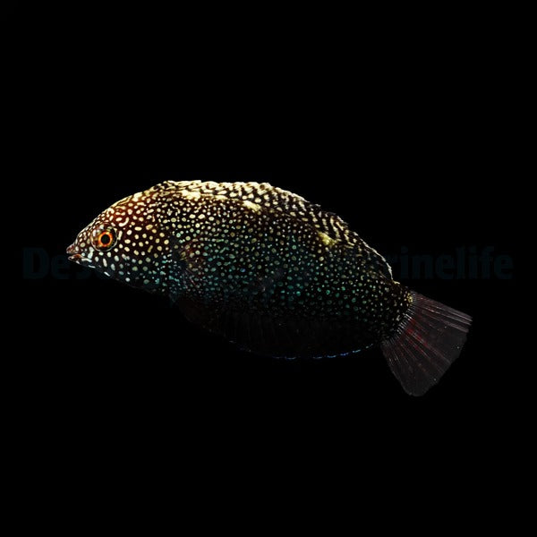 Macropharyngodon negrosensis