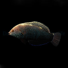 Macropharyngodon negrosensis