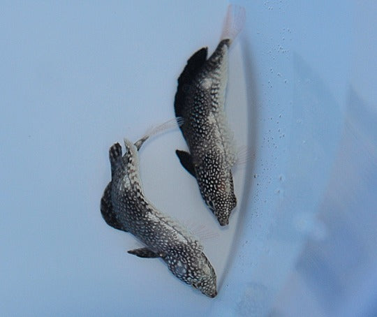 Macropharyngodon negrosensis