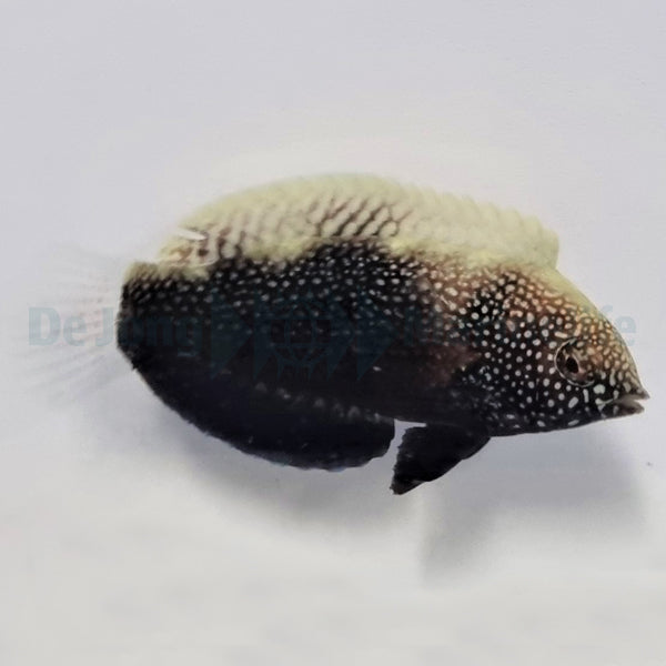 Macropharyngodon negrosensis