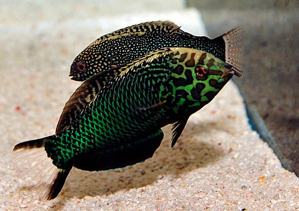 Macropharyngodon negrosensis