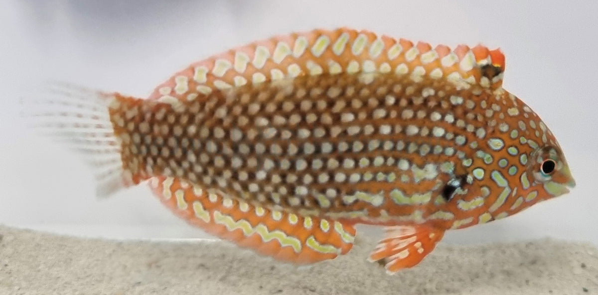 Macropharyngodon ornatus