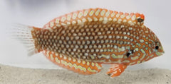 Macropharyngodon ornatus