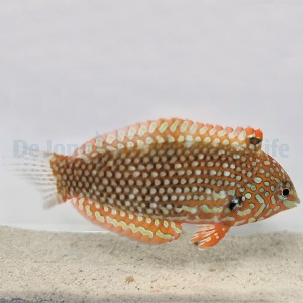 Macropharyngodon ornatus