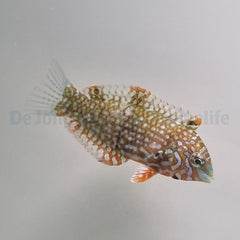 Macropharyngodon ornatus