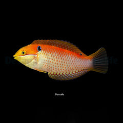Macropharyngodon vivienae