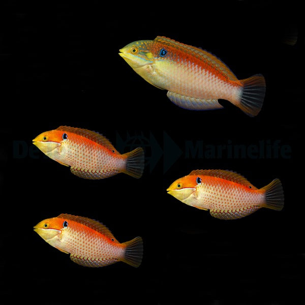 Macropharyngodon vivienae