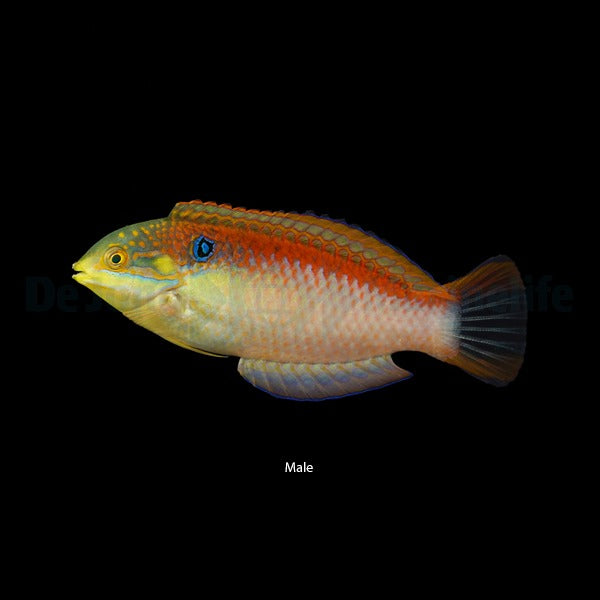 Macropharyngodon vivienae