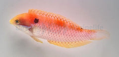 Macropharyngodon vivienae