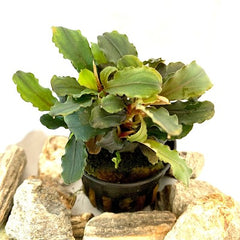 Bucephelandra maia  pot