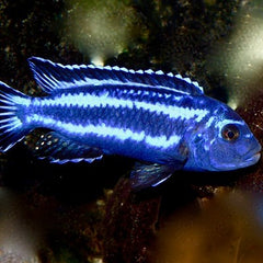 Melanochromis maingano 4-5 cm