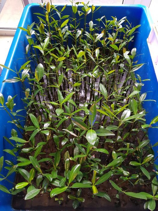 Rhizophora mangle (Seeds in pot)