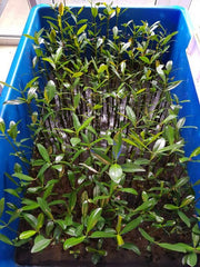 Rhizophora mangle (Plant in pot)