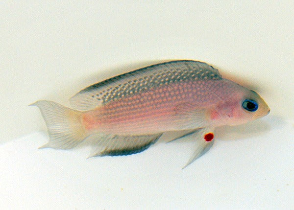 Manonichthys alleni