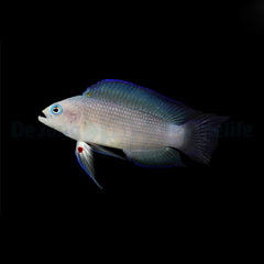 Manonichthys alleni
