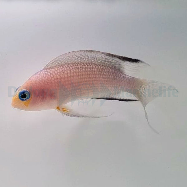 Manonichthys polynemus