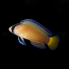 Manonichthys splendens - T.B.