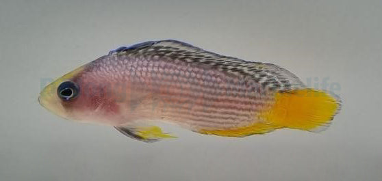 Manonichthys splendens - T.B.