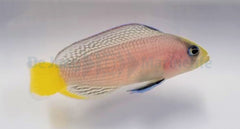 Manonichthys splendens