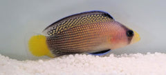 Manonichthys splendens