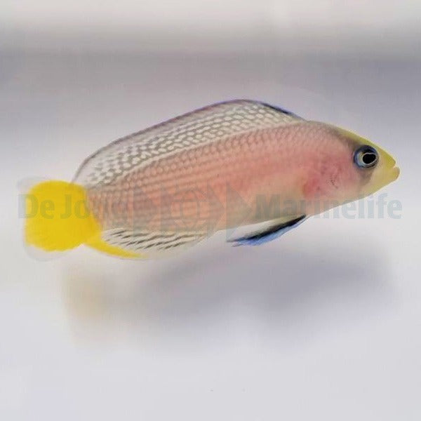 Manonichthys splendens