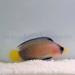 Manonichthys splendens