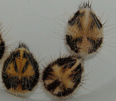 Maretia planulata